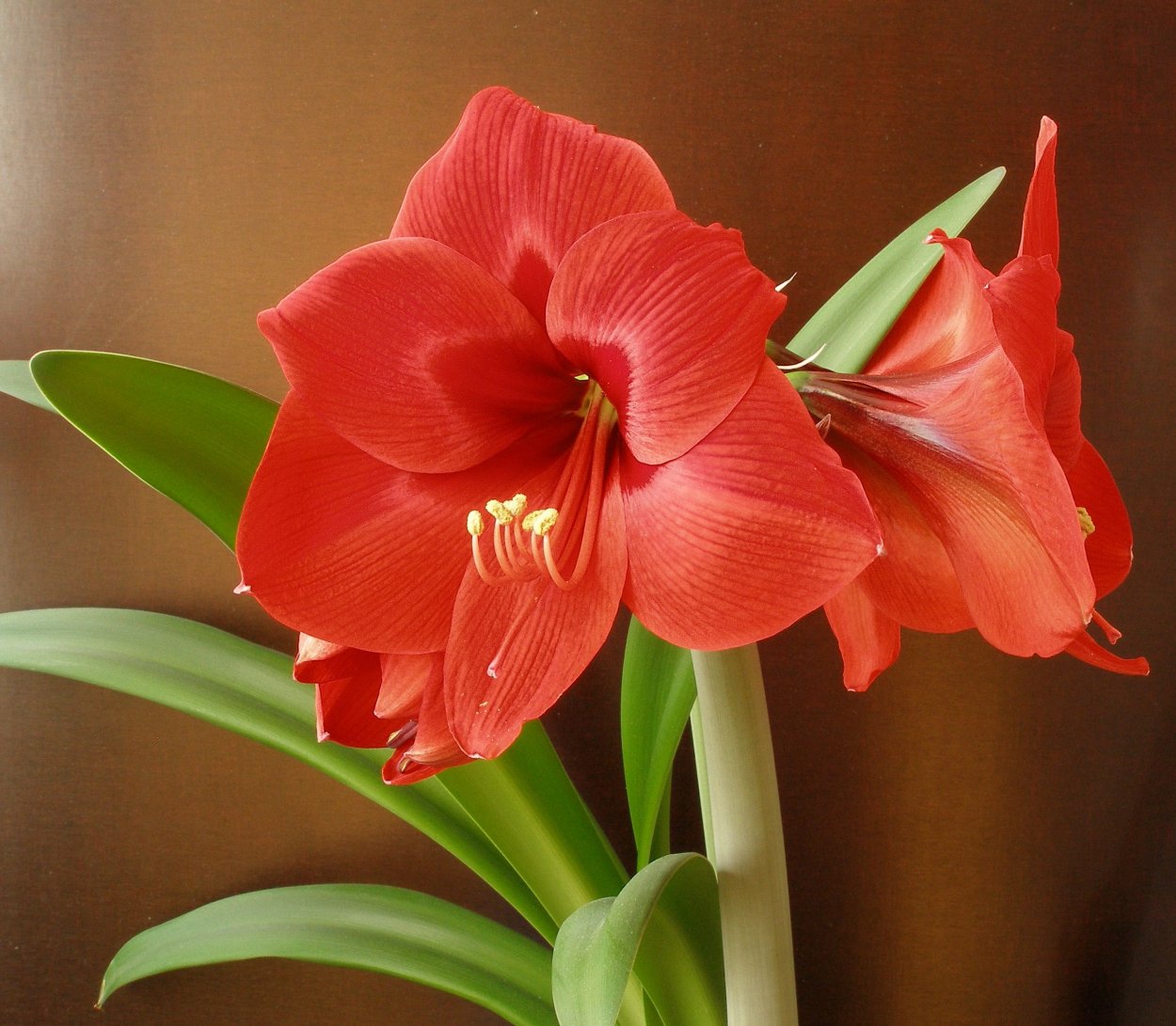 Кливия амариллис