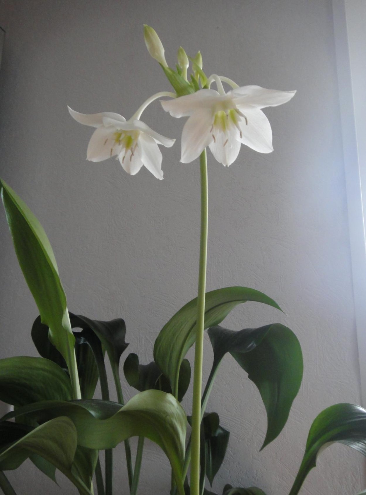 Эухарис грандифлора