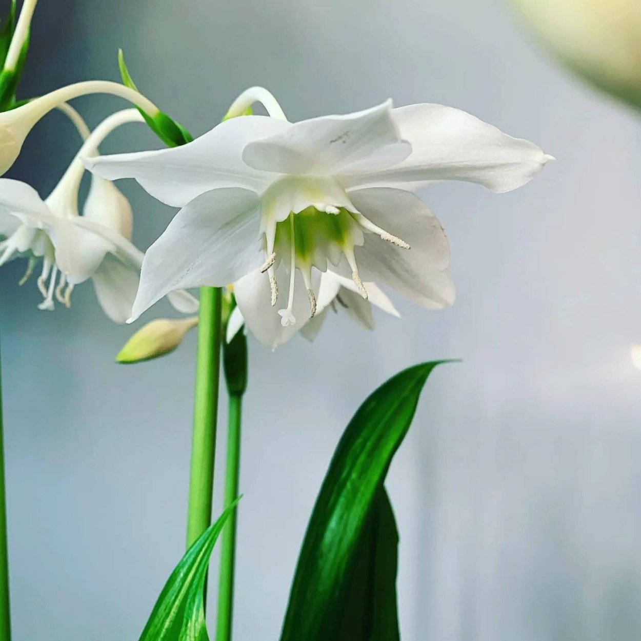 Эухарис красный