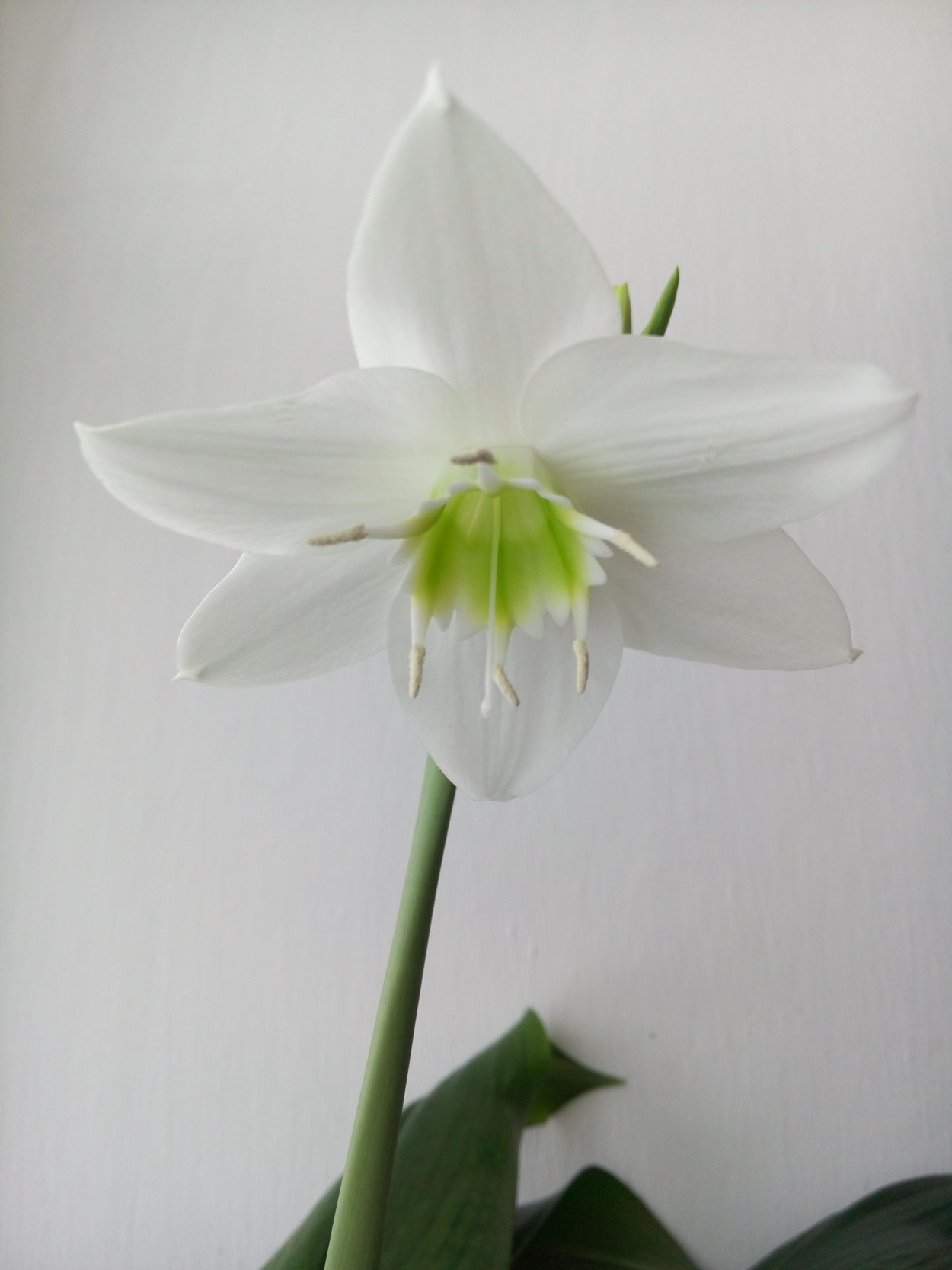 Эухарис Фостера