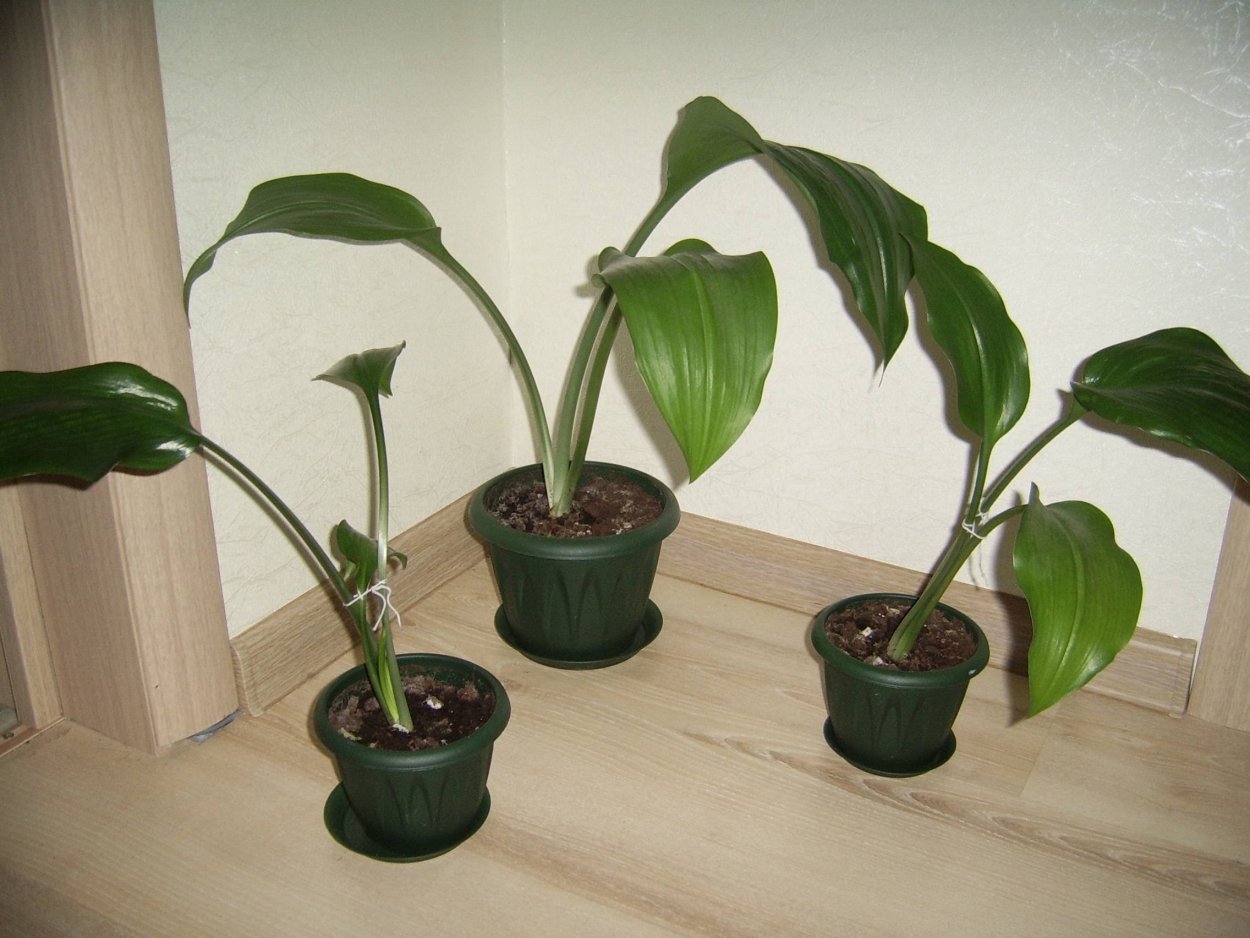 Эухарис листья