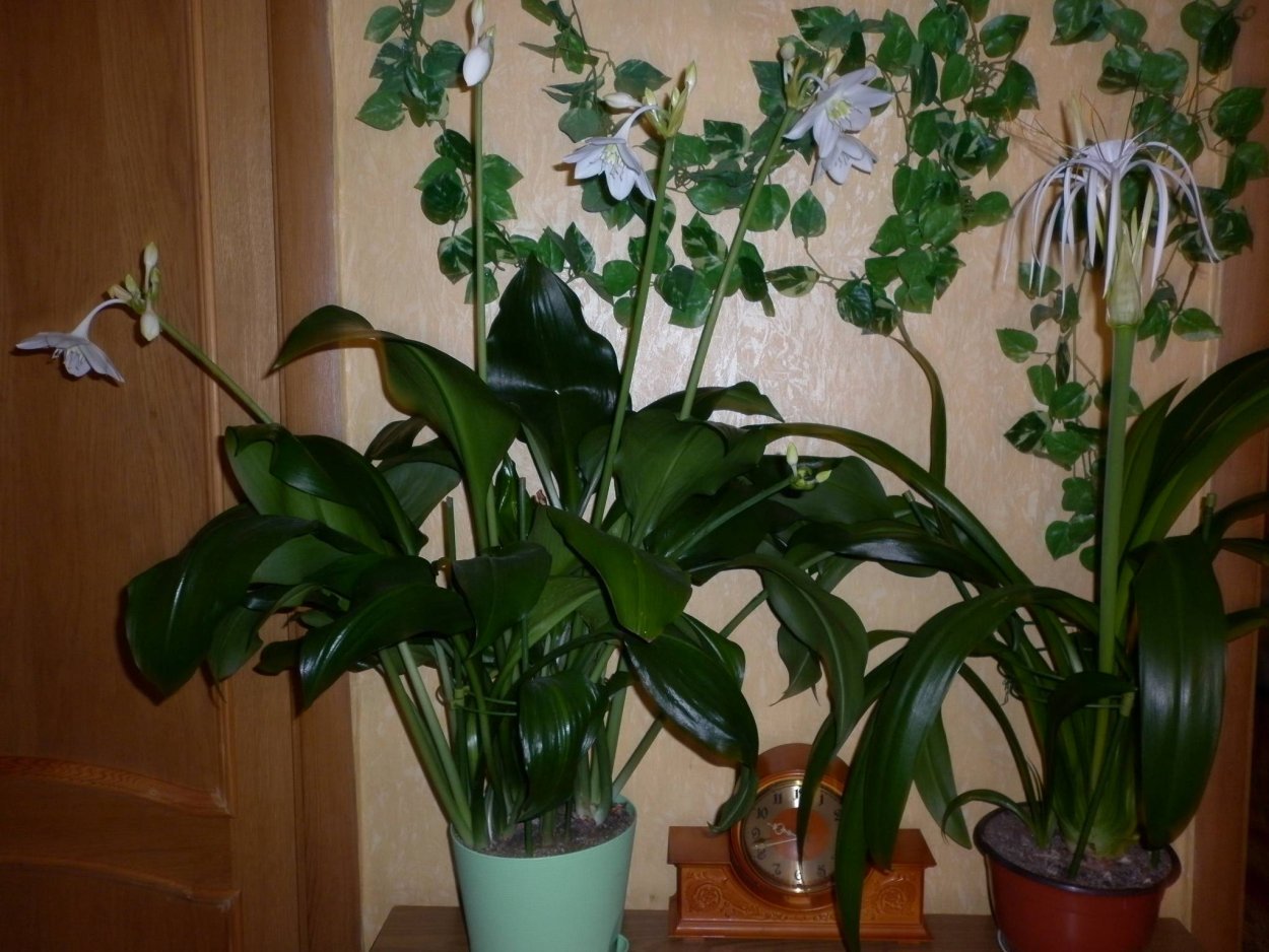 Эухарис - Eucharis d12 h35