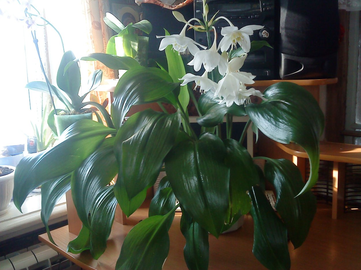 Эухарис (комнатная Лилия)