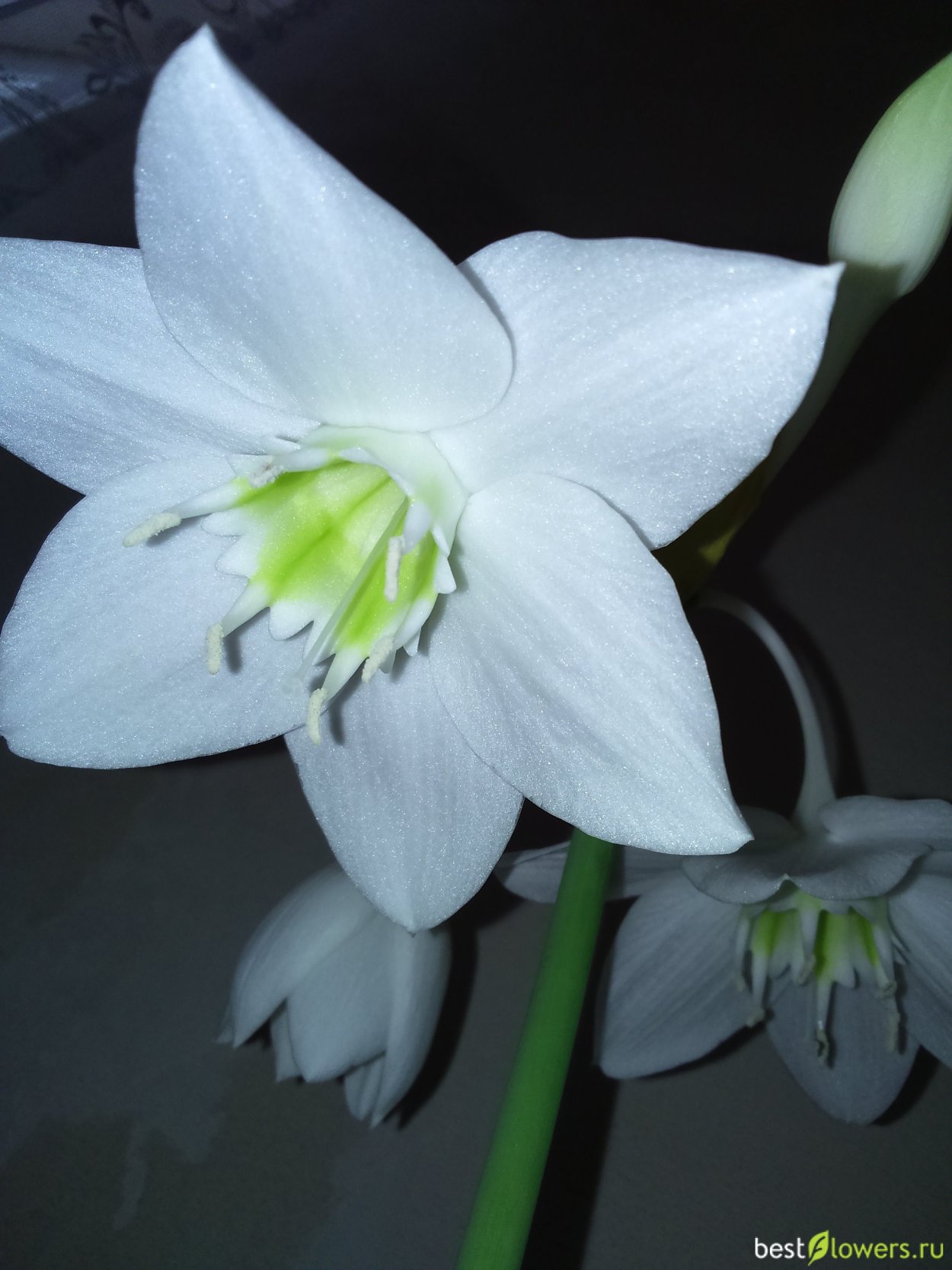 Лилия эухарис розовая