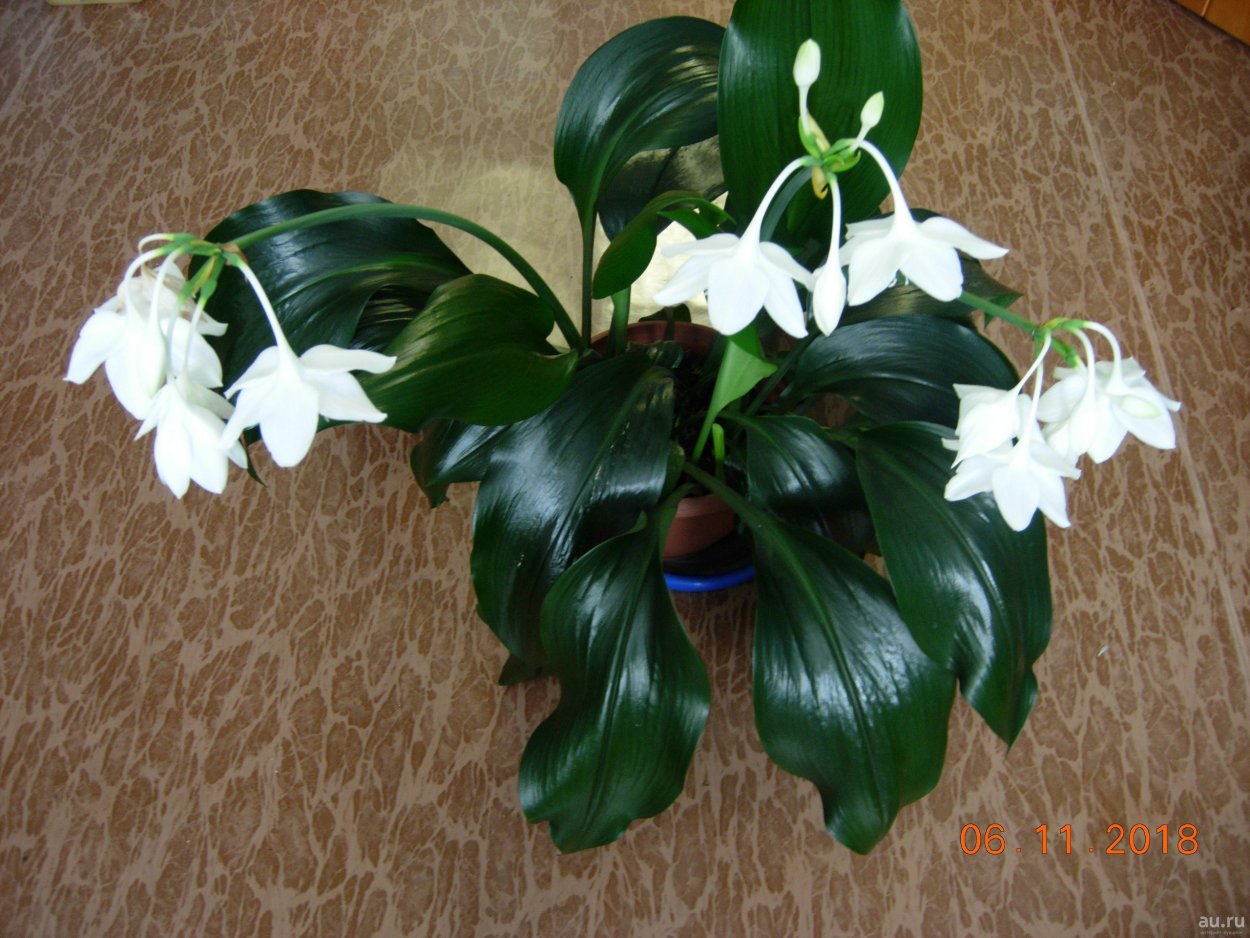 Эухарис Амазонская Лилия болезни