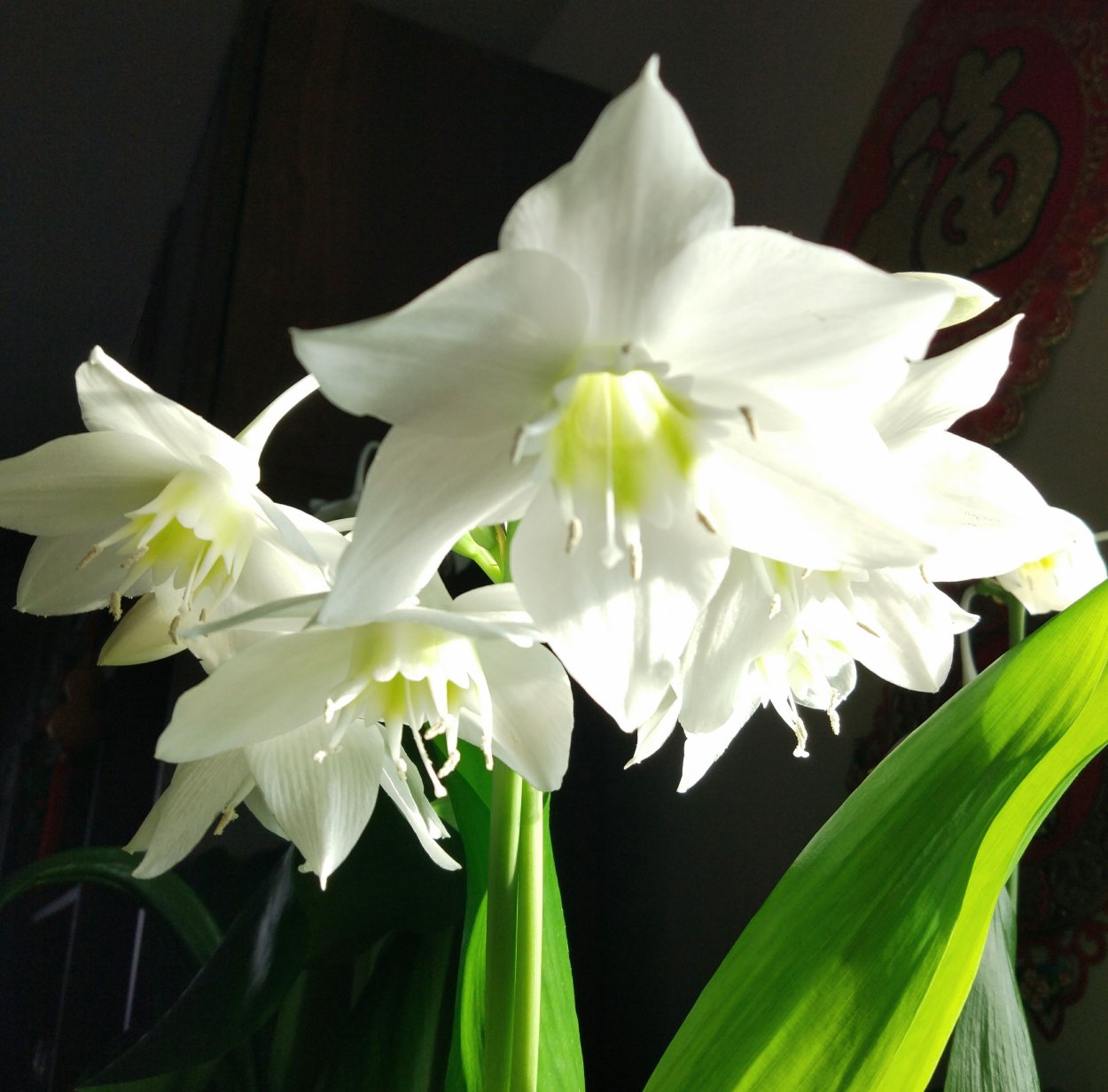 Амазонская Лилия фото