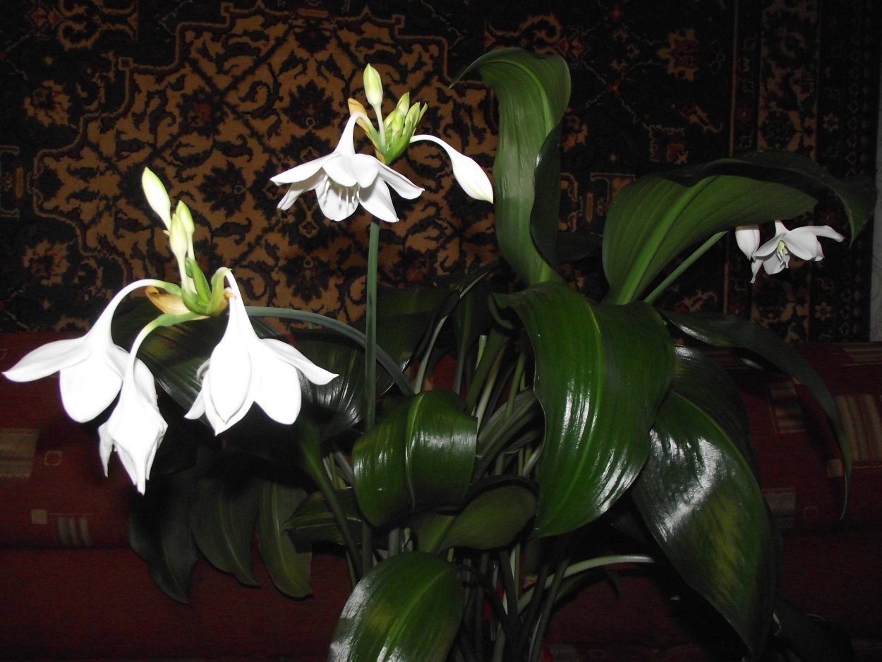 Эухарис крупноцветный