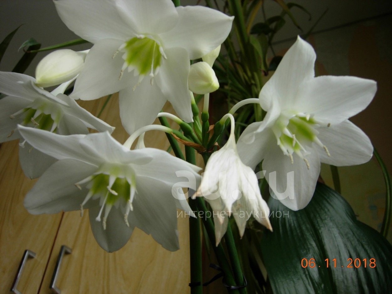 Эухарис Амазонская Лилия голубой