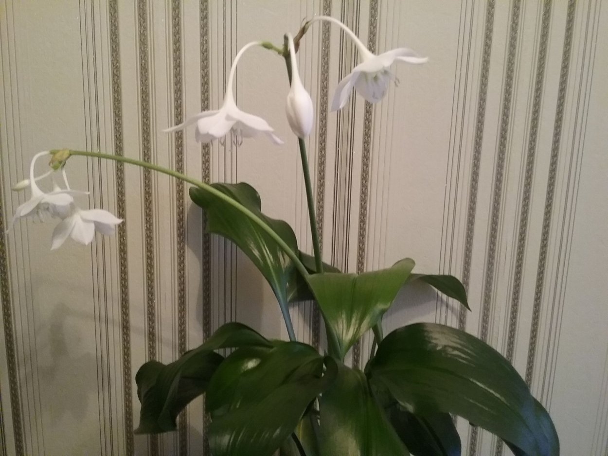 Эухарис - Eucharis d12 h35