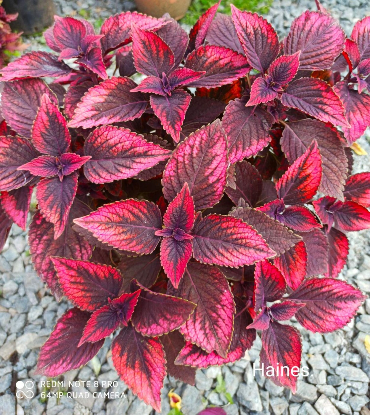 Колеус Зорька