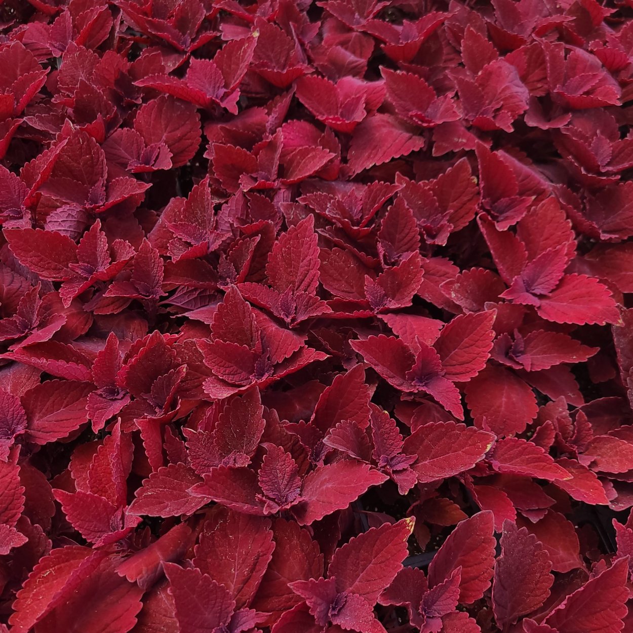 Колеус Алиссон