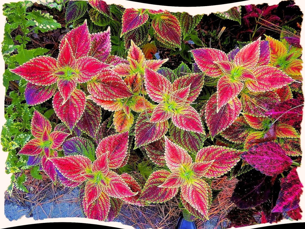 Колеус Блэрская ведьма