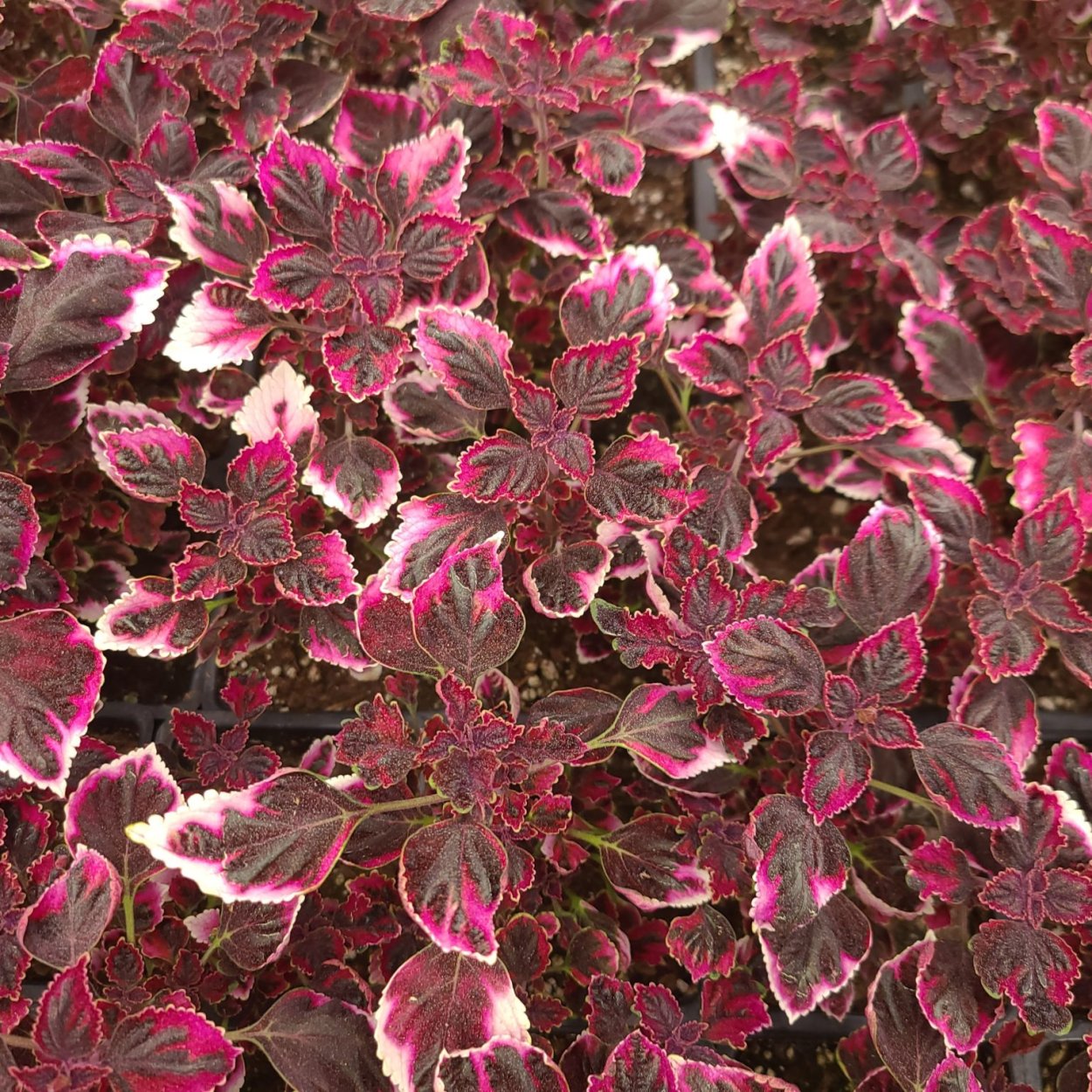 Колеус трейлинг Роуз