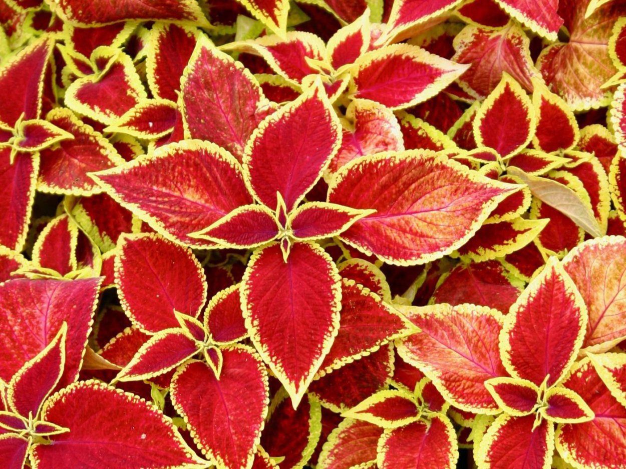 Колеус зеленый с кленовыми листьями