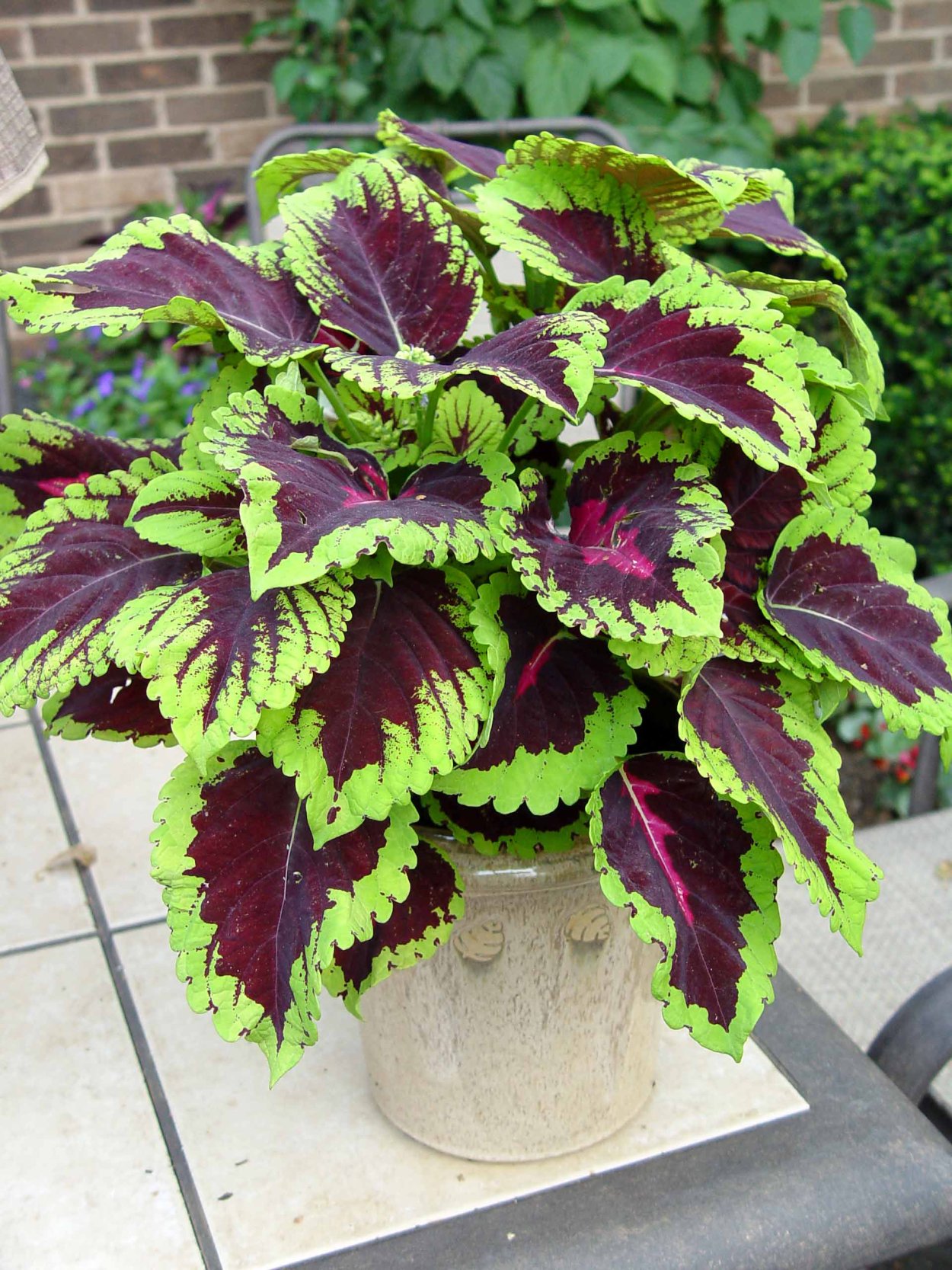 Колеус Ренельта Coleus rehneltianus