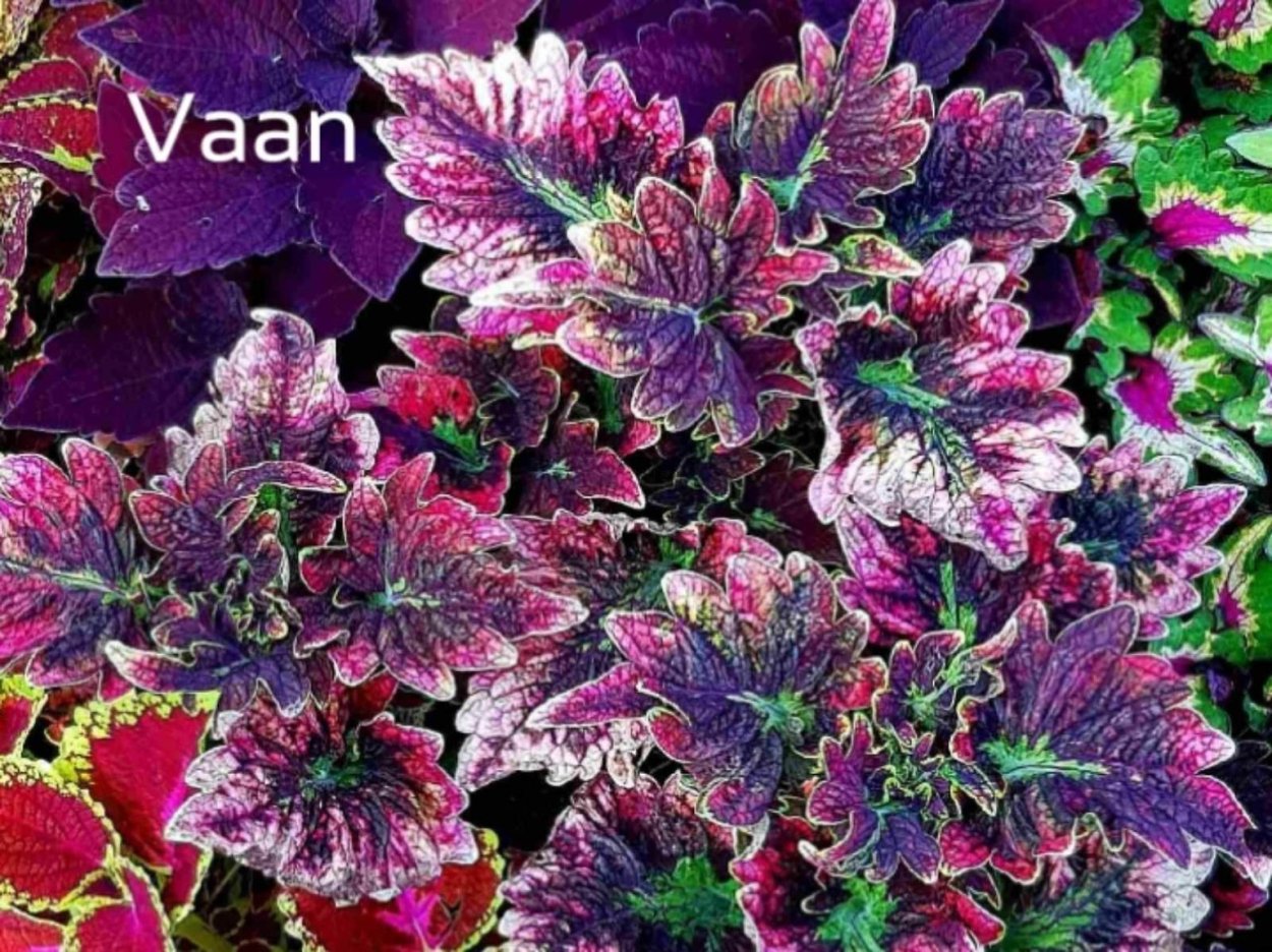 Колеус Terra Nova hottie