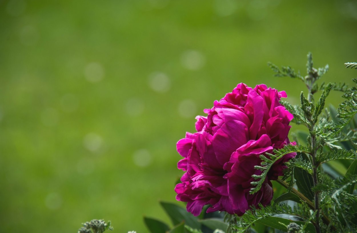 Пионы на зеленом фоне