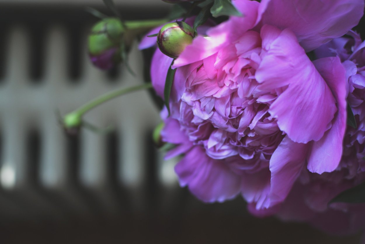 Сиреневые пионы