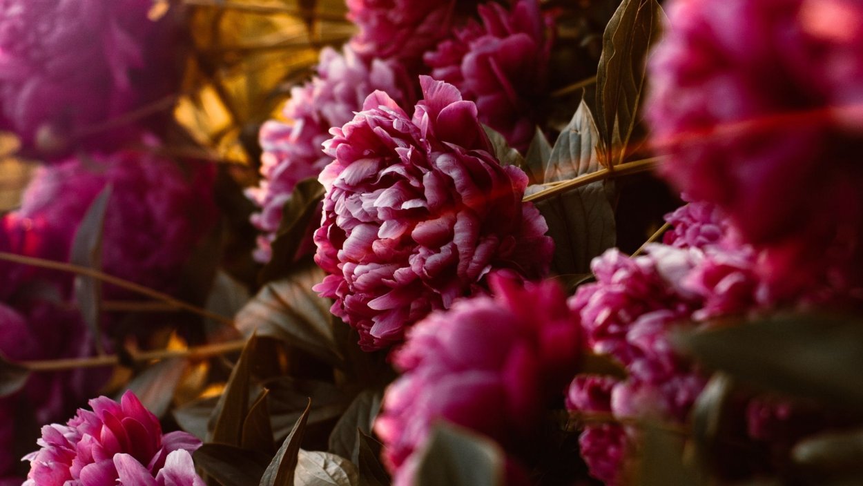 Пион Ариндал