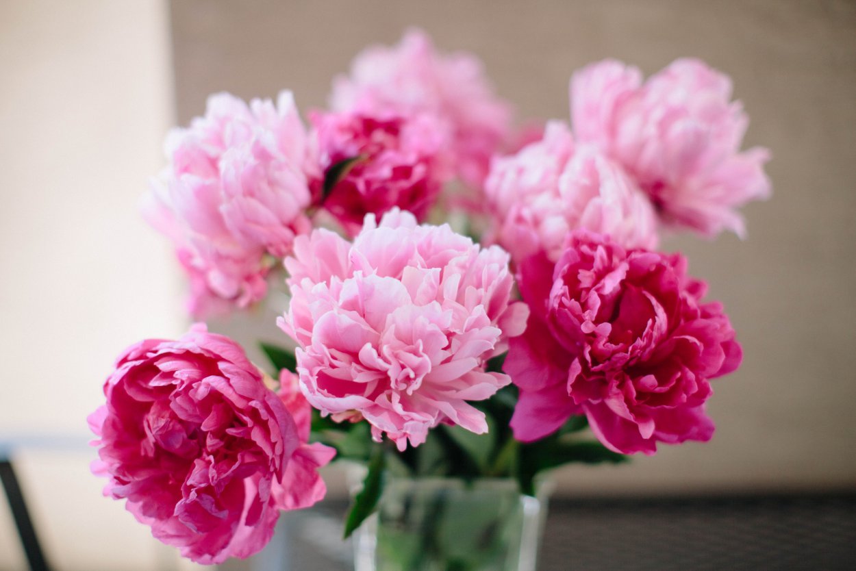 Пион Лохвицкая