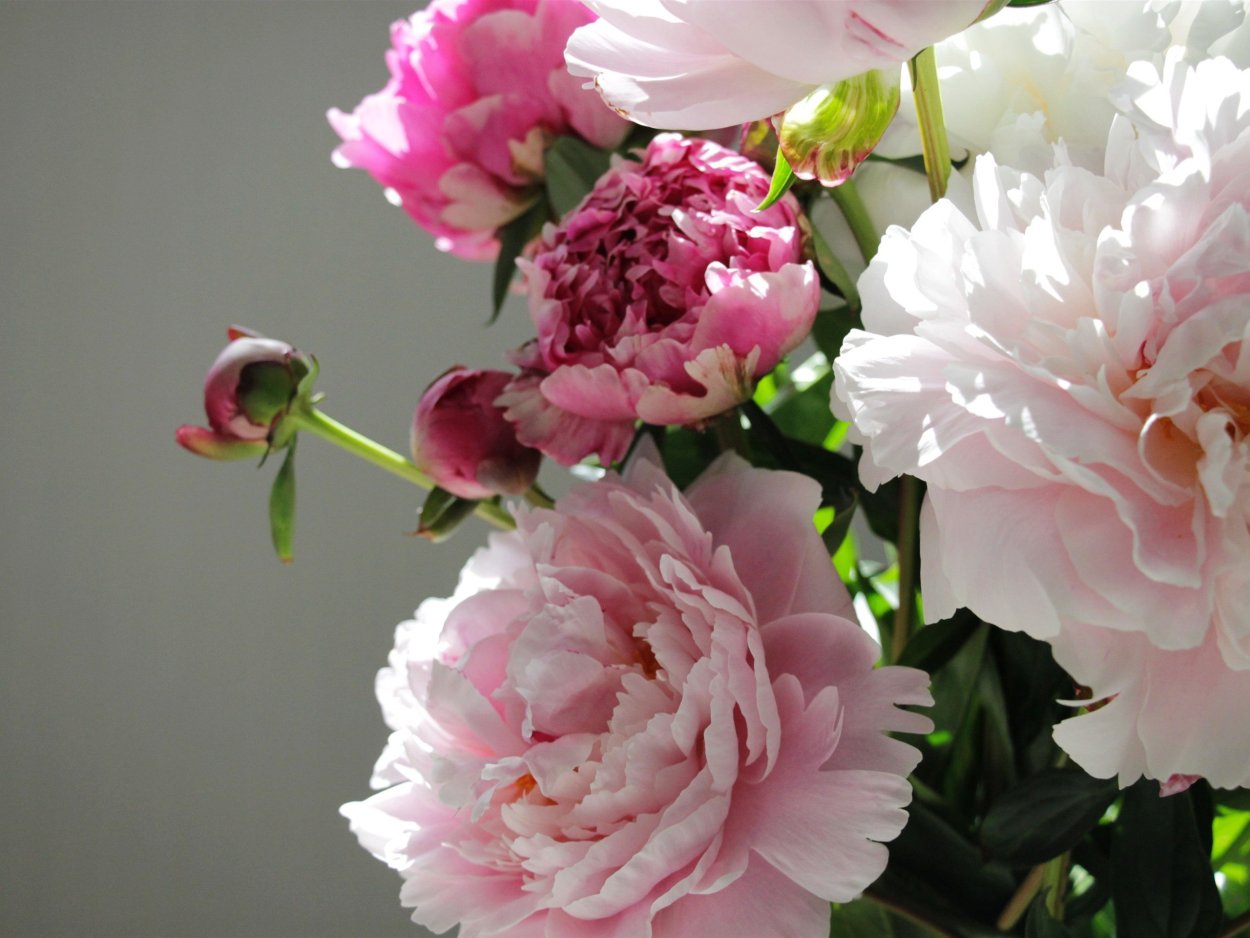 Пион Монблан