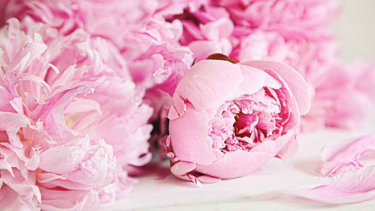 Фон пионы с днем рождения