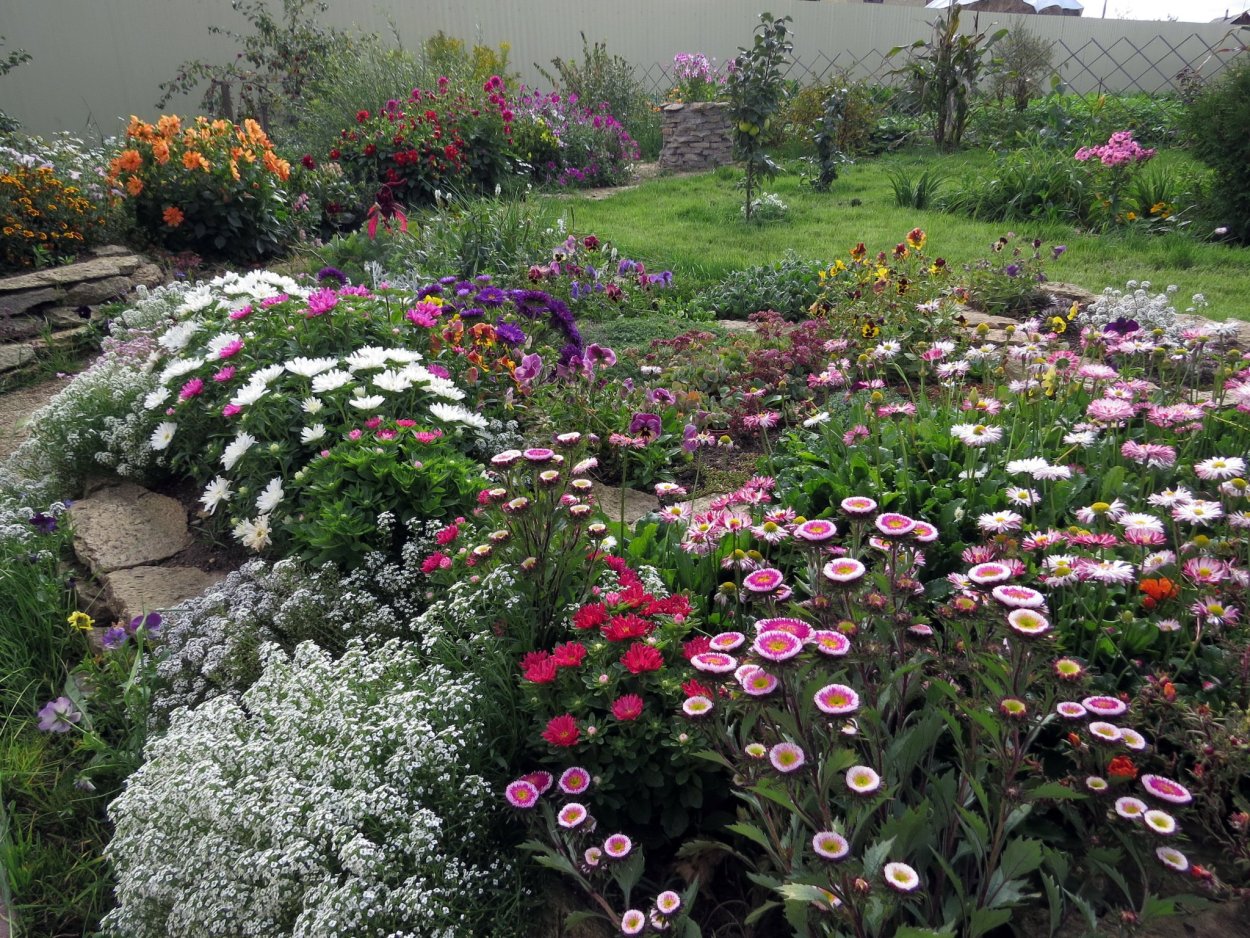 Астры на клумбе с другими цветами