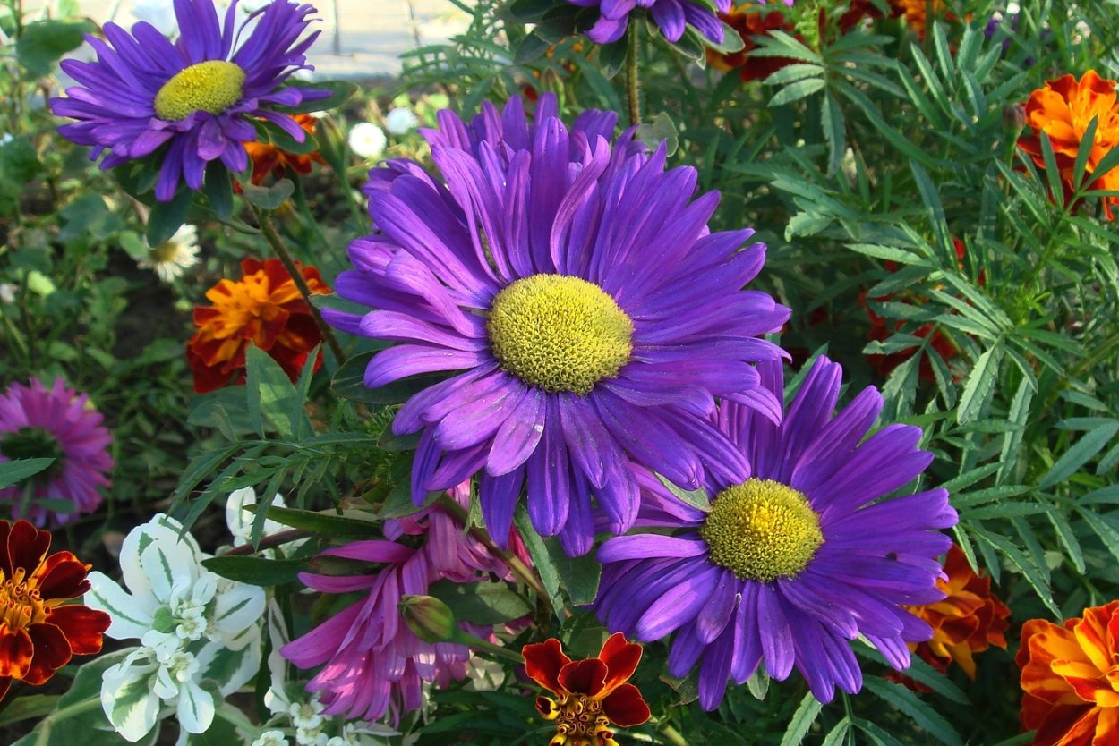 Астра георгин бархатцы