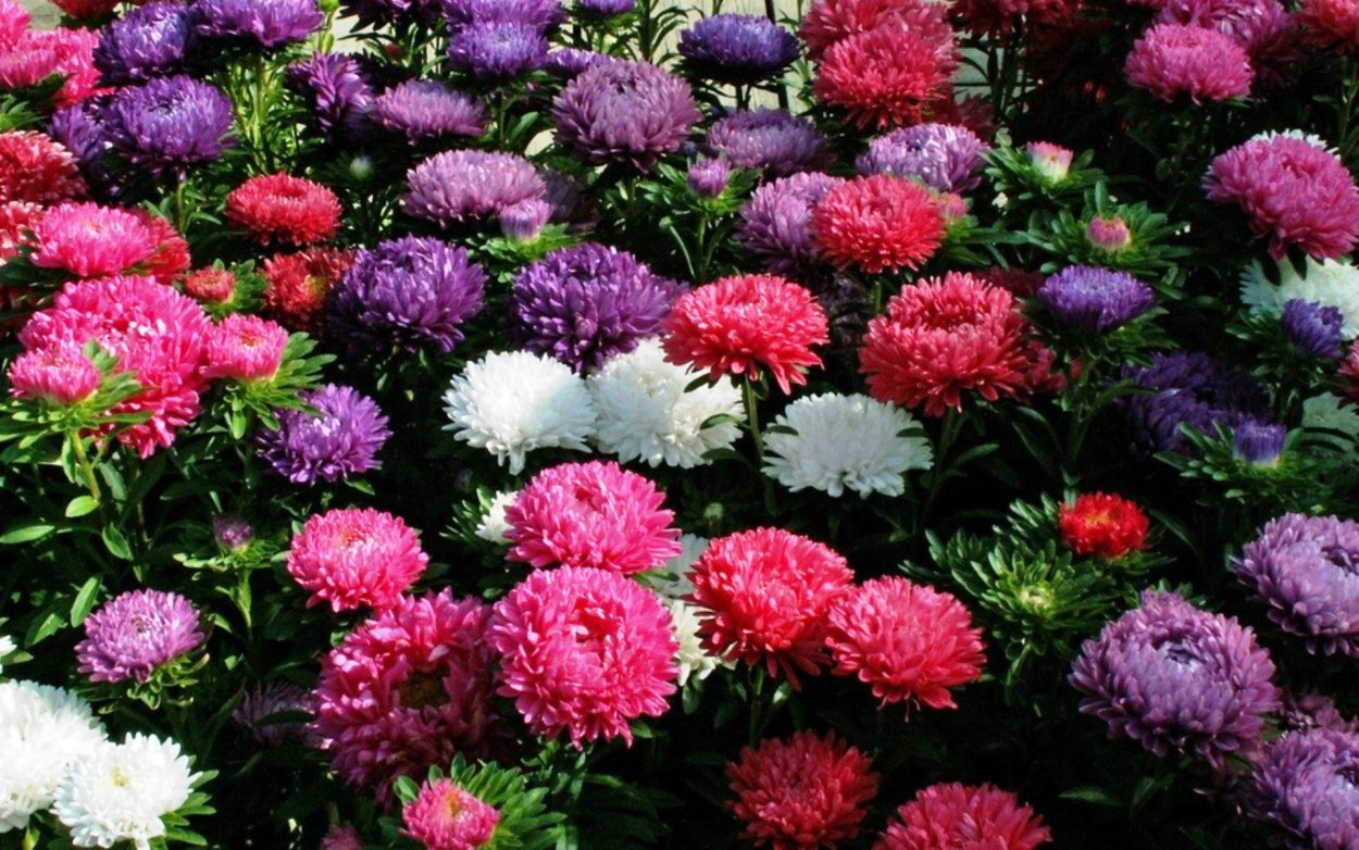 Астра низкорослая Малютка