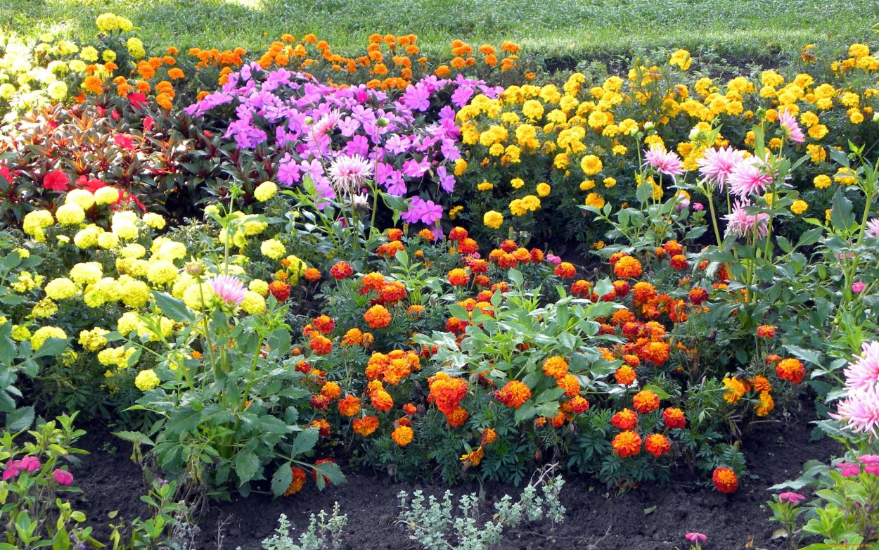 Виола, цинии, астры клумба