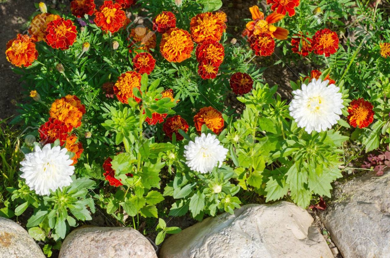 Бархатцы цинии астры