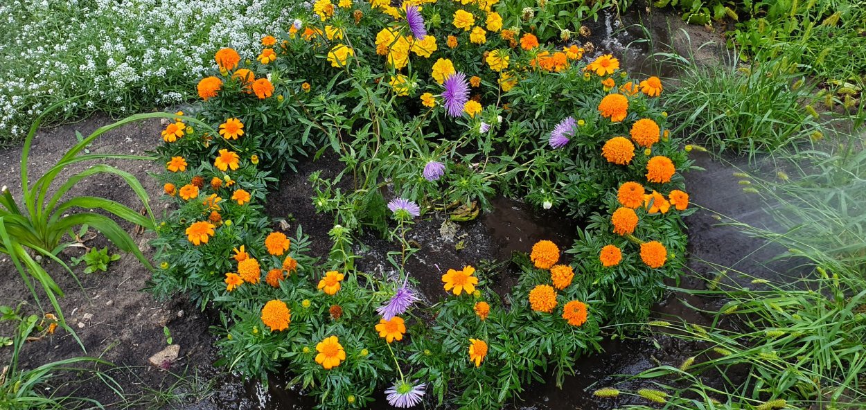 Сентябринки бархатцы астры клумбы