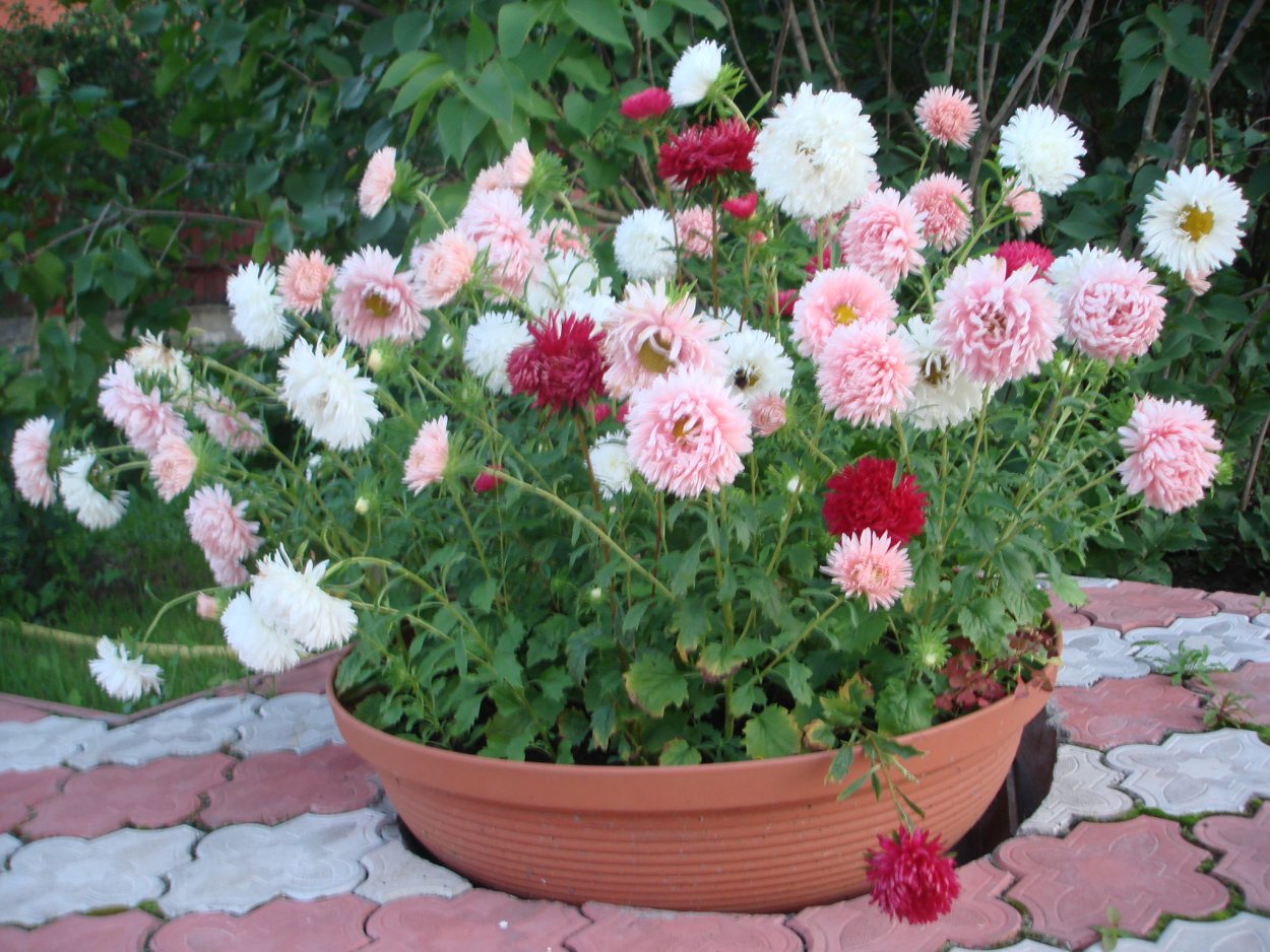 Астра низкорослая рассада