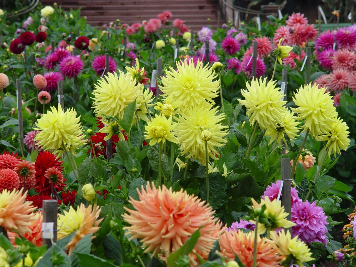 Георгин каприз