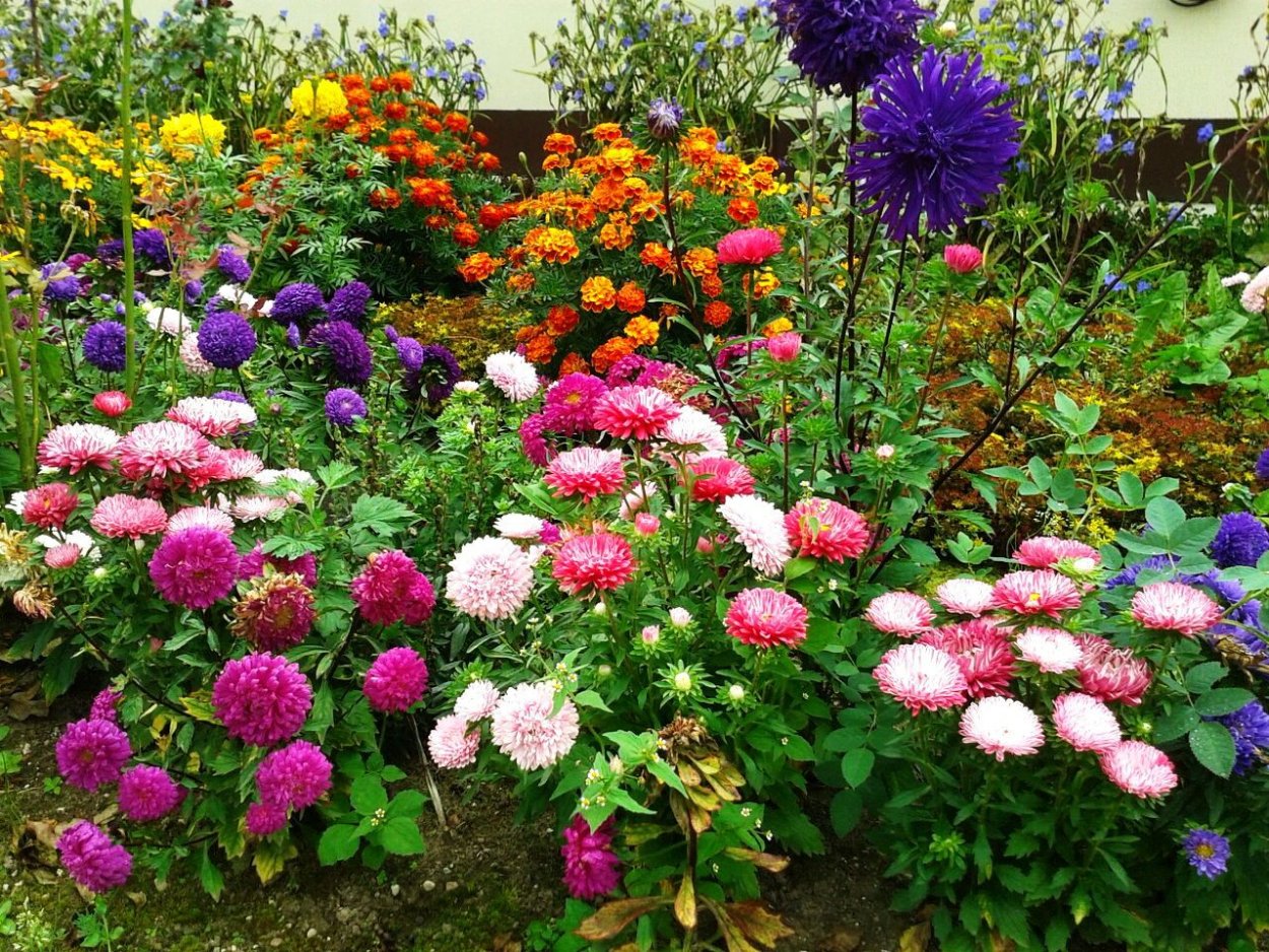 Астра пионовидная на клумбе