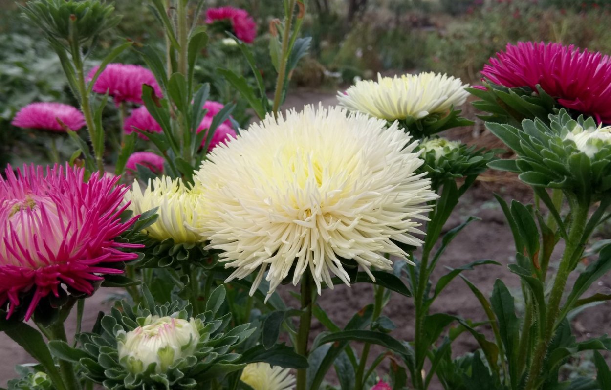 Астра Краллен