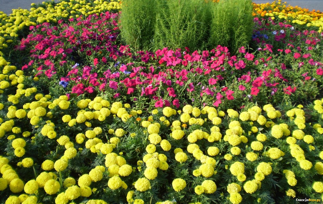 Астра бархатцы петуния