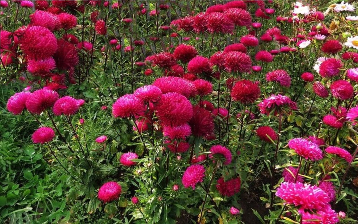 Астра гигант бордо