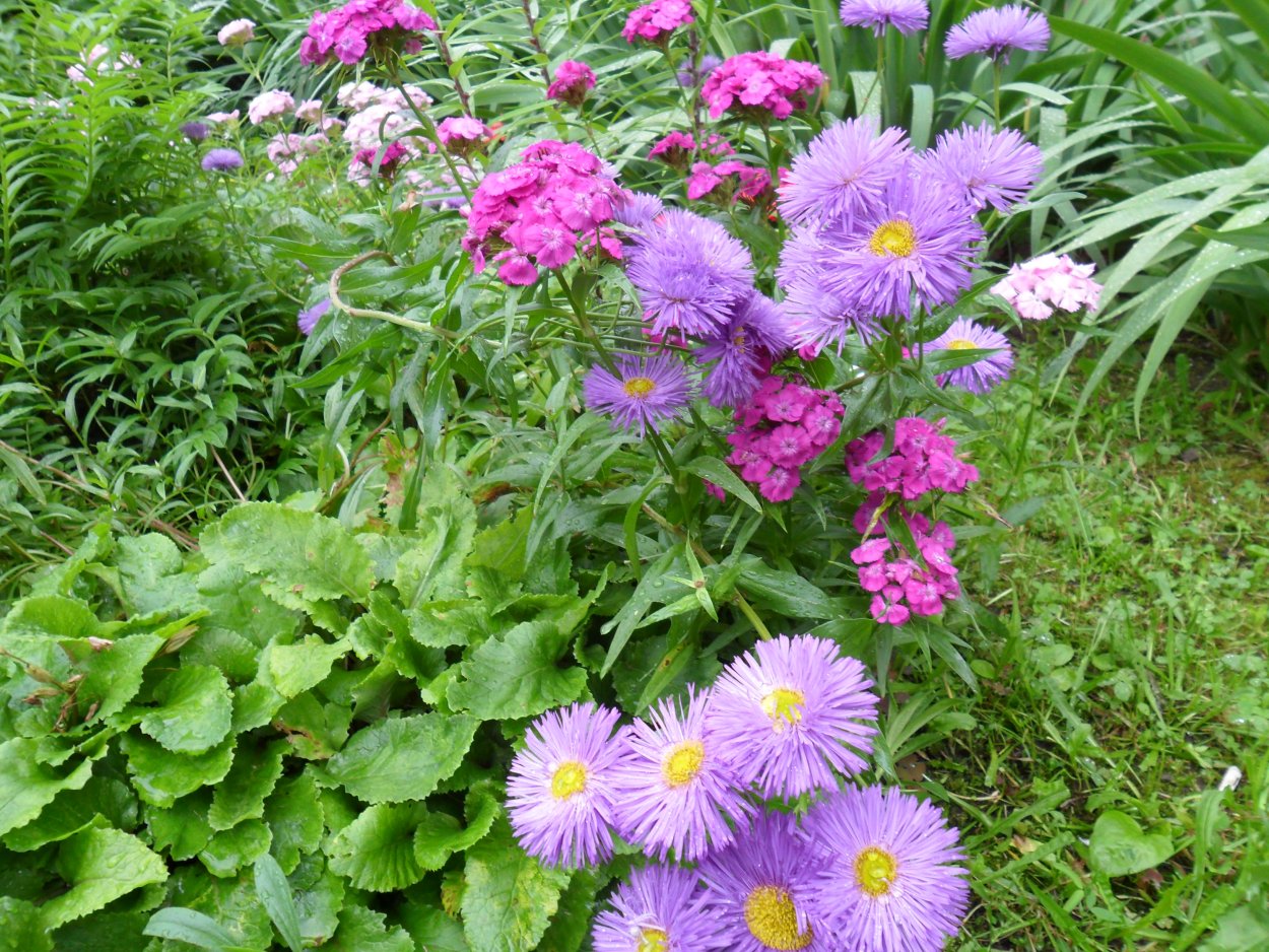 Астра Генри Пинк