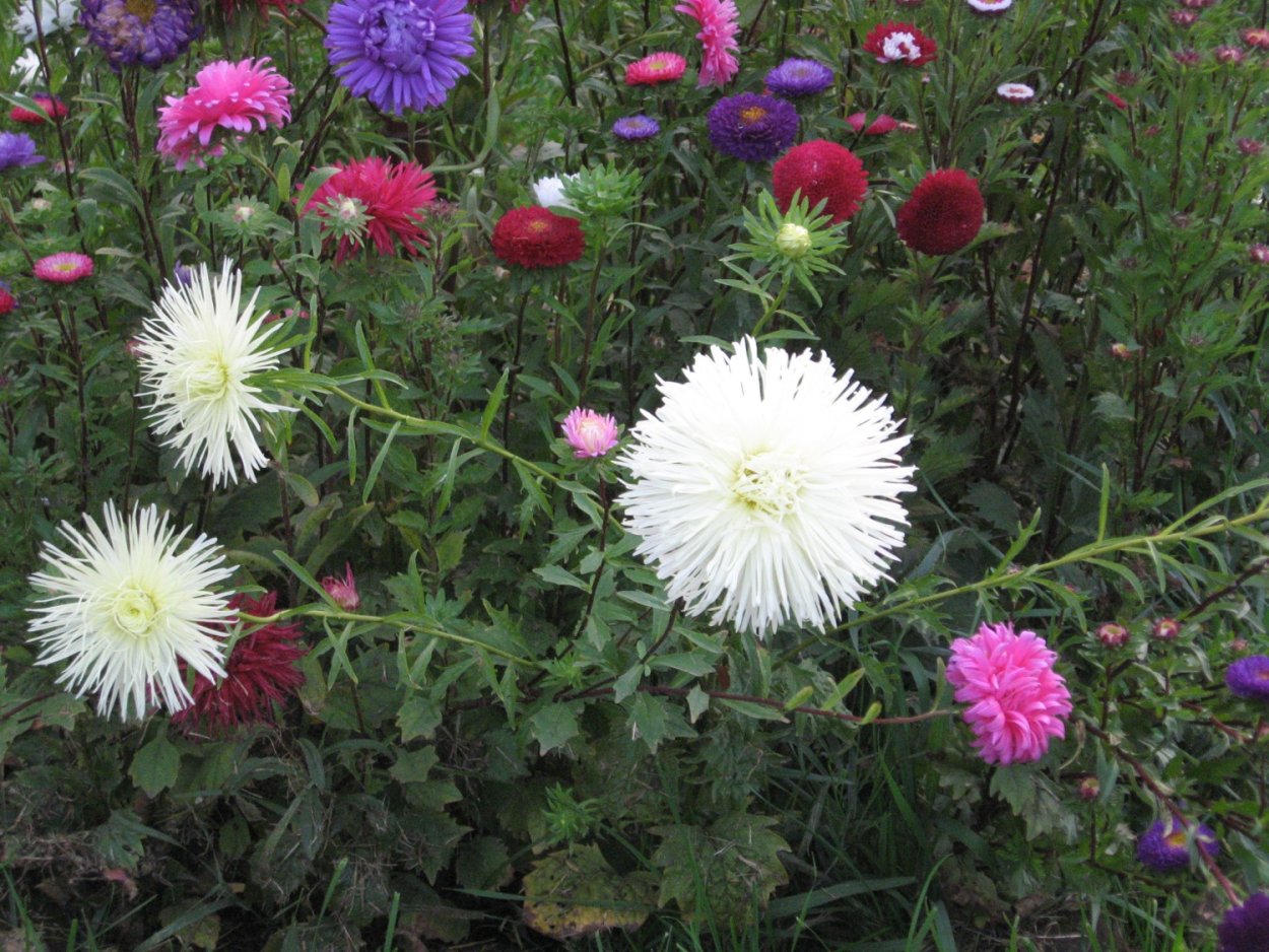 Цветы астры фурор