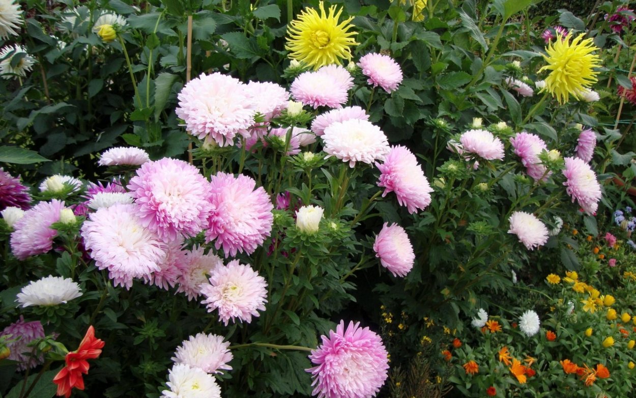 Астра Яблунева