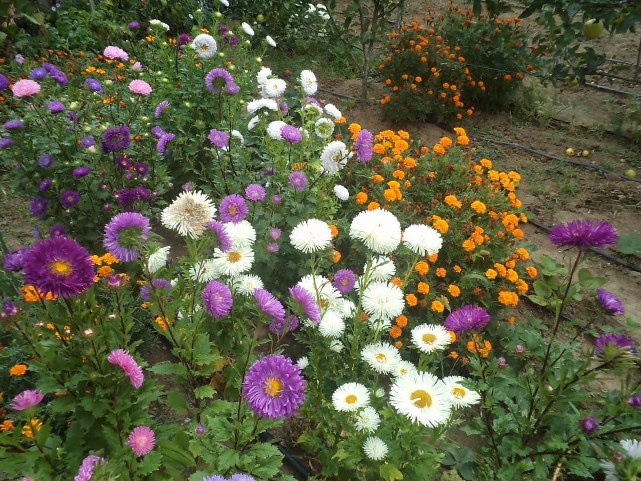 Виола, цинии, астры клумба