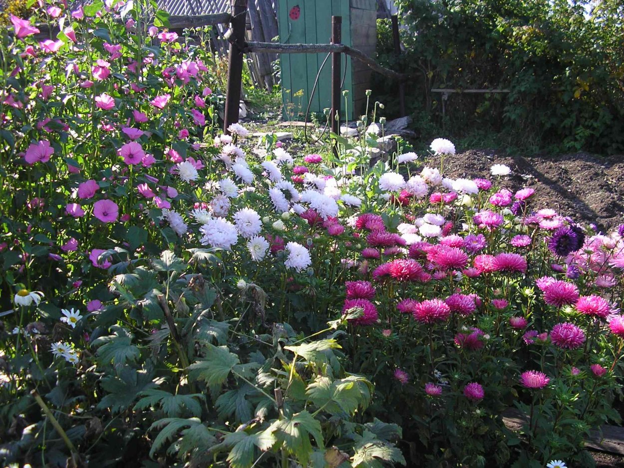 Астра пионовидная в цветнике
