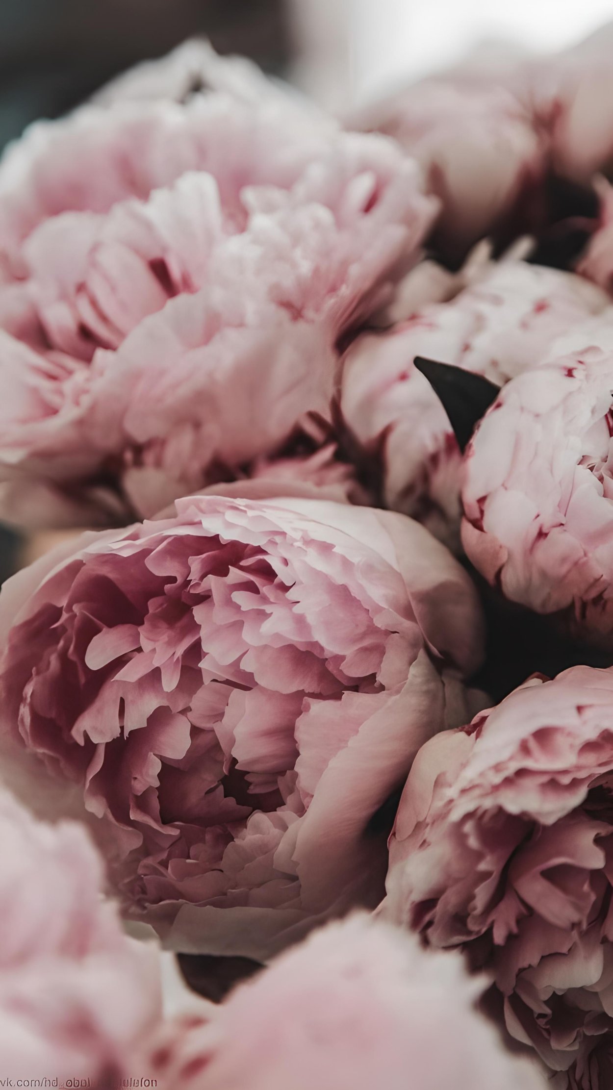 Пудровые пионы