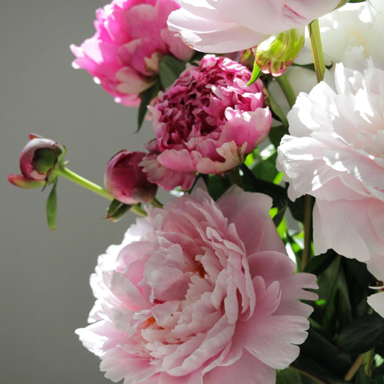 Пионы вертикальные