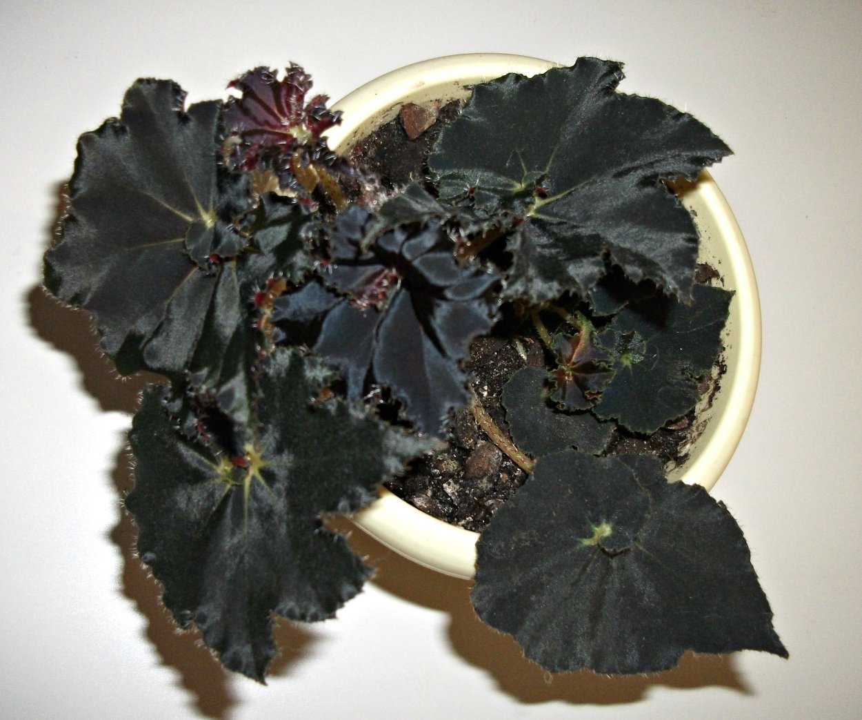 Бегония Блэк Мэджик