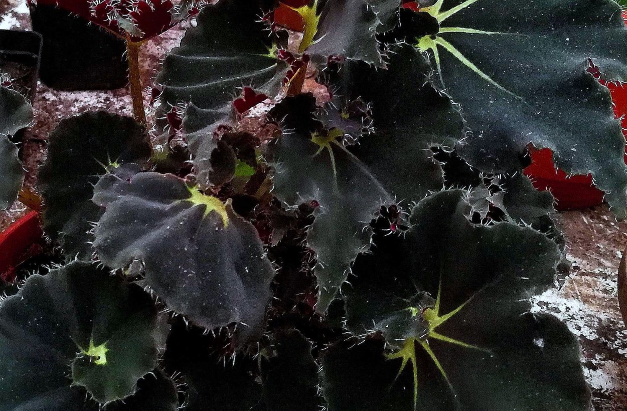 Бегония Блэк Фанг