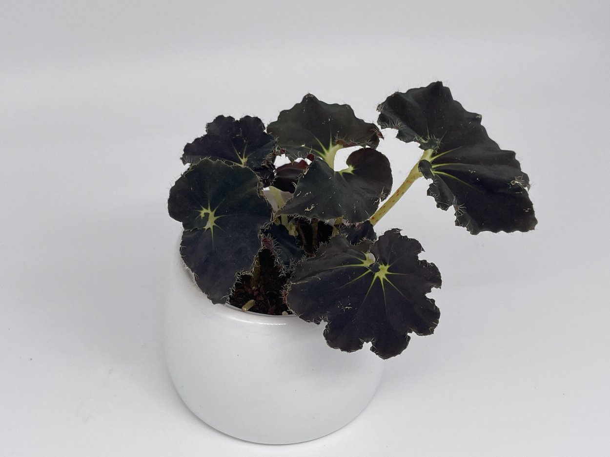 Бегония Блэк вельвет