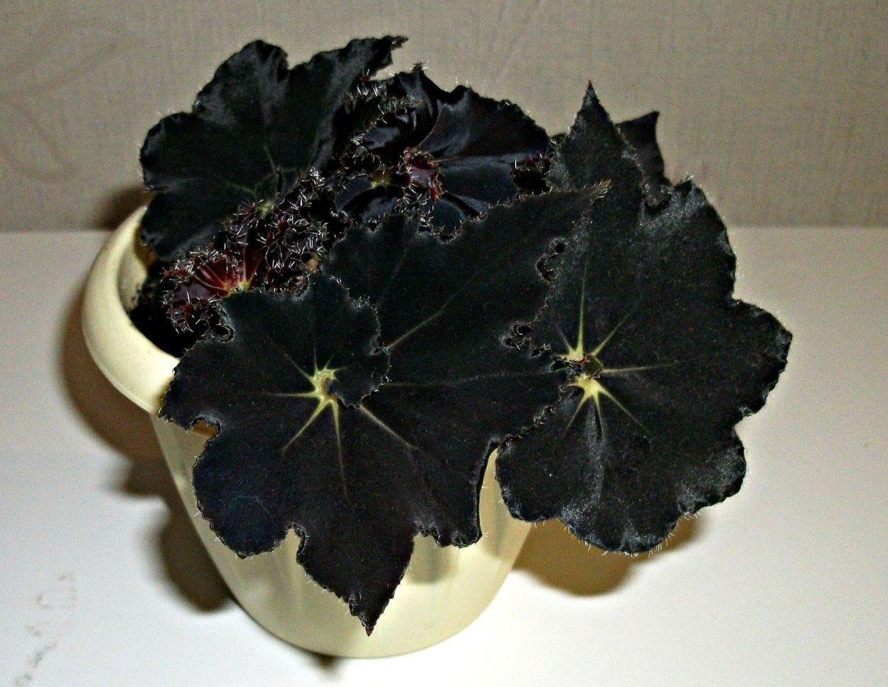 Бегония Блэк Фанг