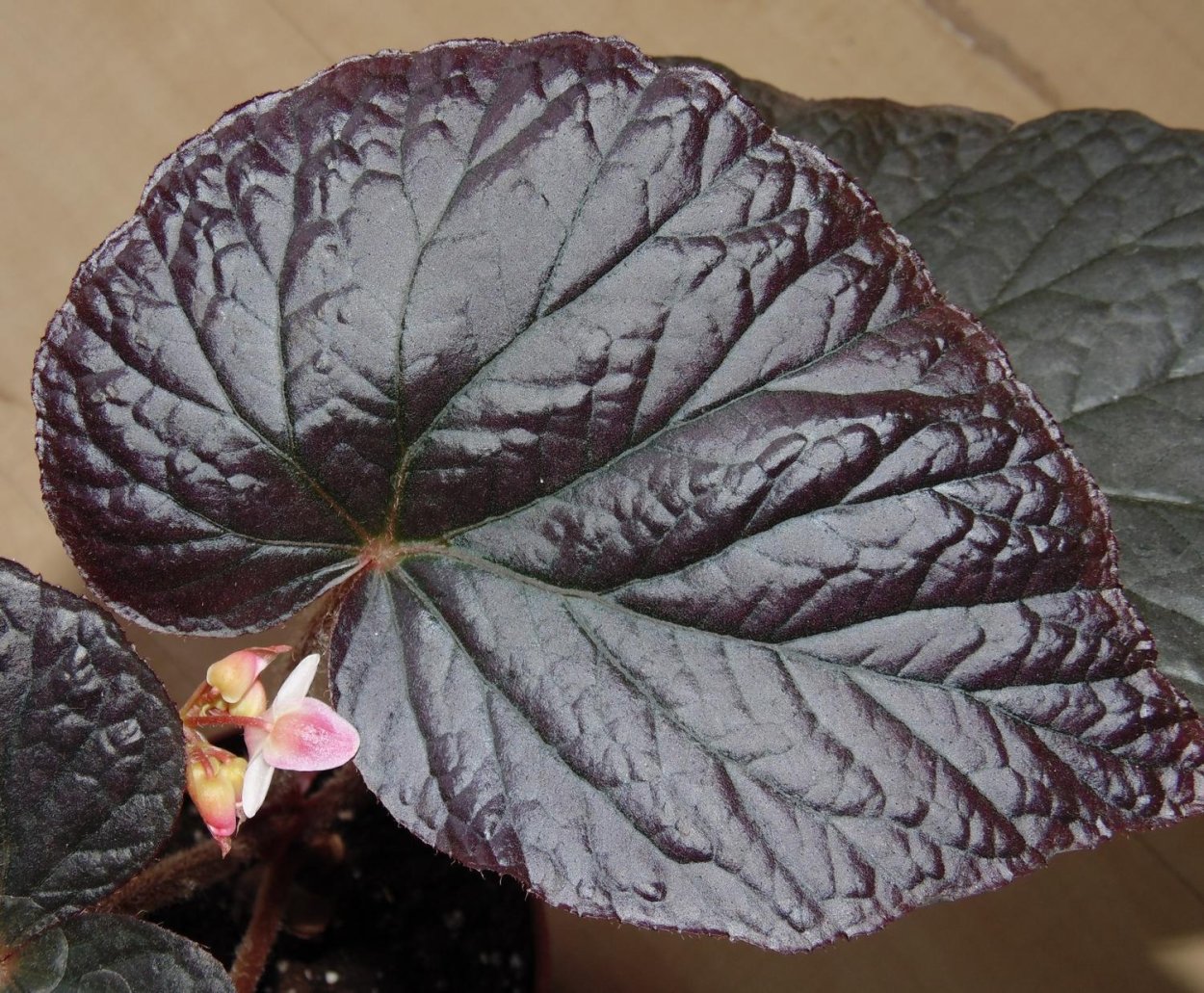 Бегония тростниковая